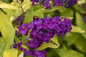 Buddleia 'Gold Drop' 